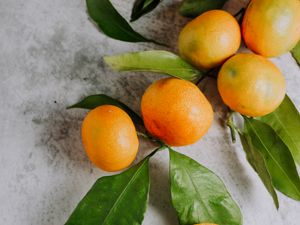 Превью обои мандарины, фрукты, ветка, цитрус, оранжевый