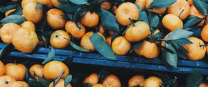 Превью обои мандарины, цитрус, фрукты, листья, ветки