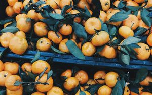 Превью обои мандарины, цитрус, фрукты, листья, ветки