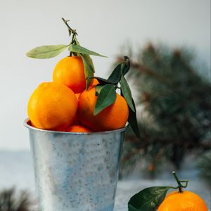 Превью обои мандарины, цитрус, фрукты, оранжевый, ведро