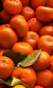 Превью обои мандарины, цитрус, фрукты, листья, оранжевый