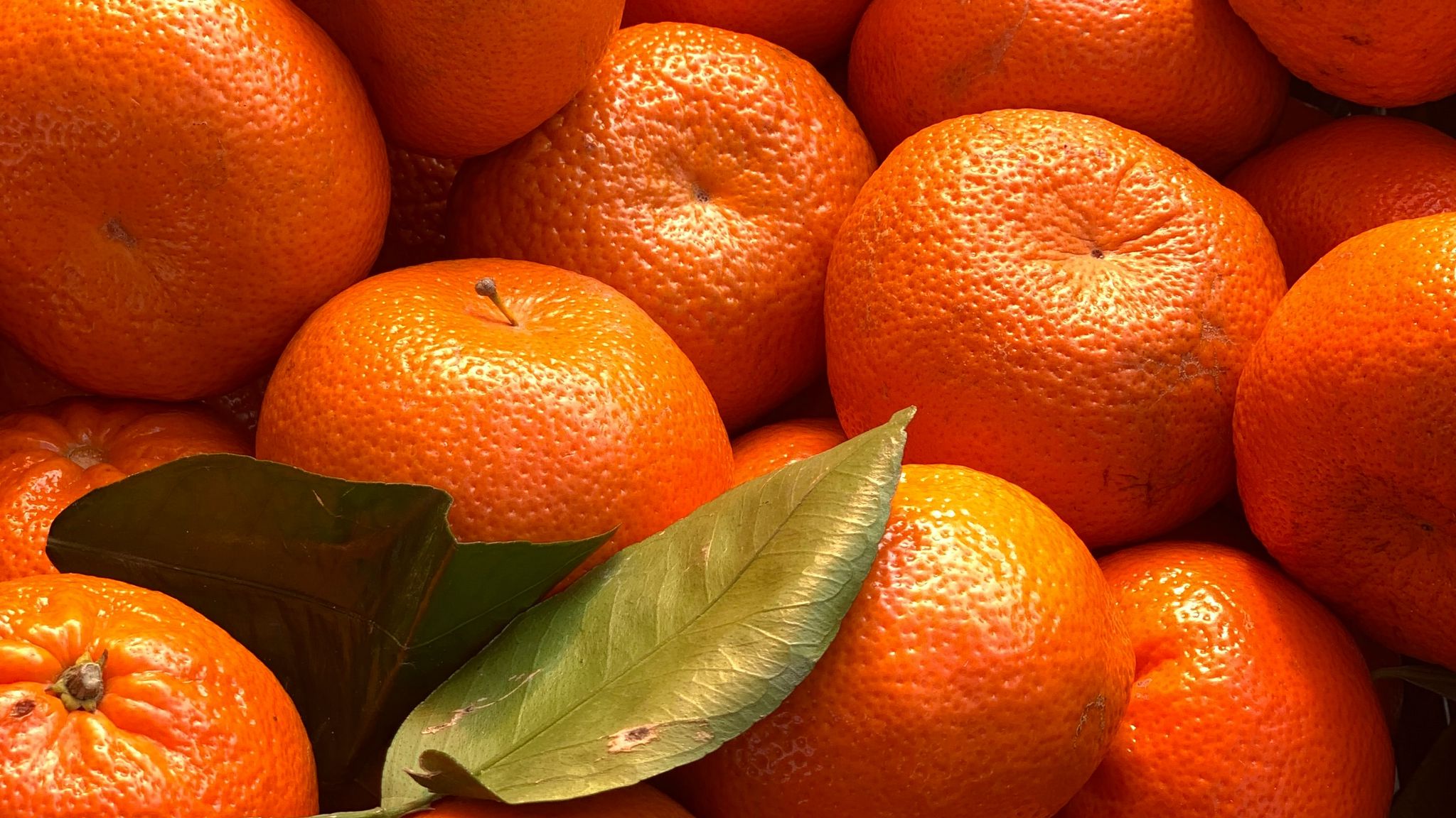Оранжевый фрукт. Три мандарина. Оранжевые обои. Оранжевый мандарин.