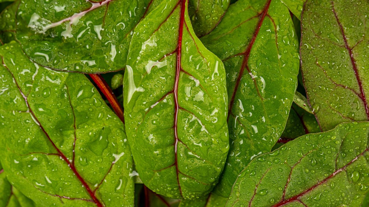 Обои мангольд, листья, вода, капли, макро