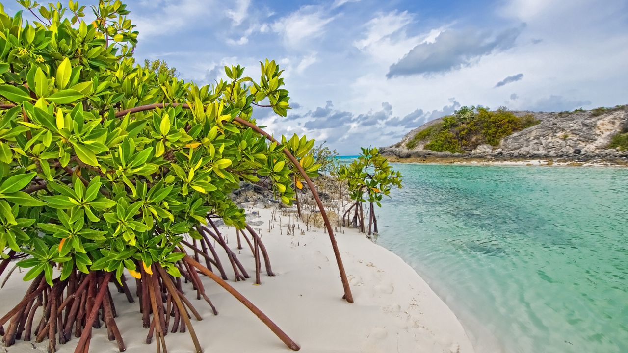 Обои мангровое дерево, песок, листья, берег