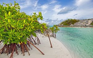 Превью обои мангровое дерево, песок, листья, берег