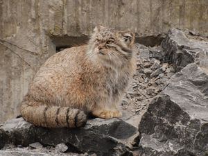 Превью обои манул, камни, сидеть