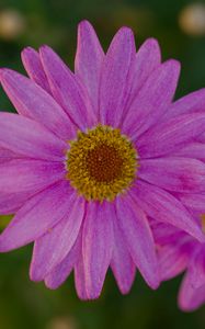 Превью обои маргаритка, лепестки, цветы, макро, розовый