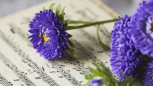 Превью обои маргаритки, цветы, ноты, фиолетовый