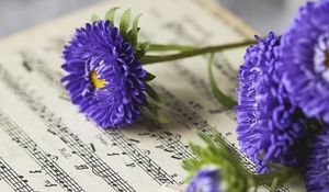 Превью обои маргаритки, цветы, ноты, фиолетовый