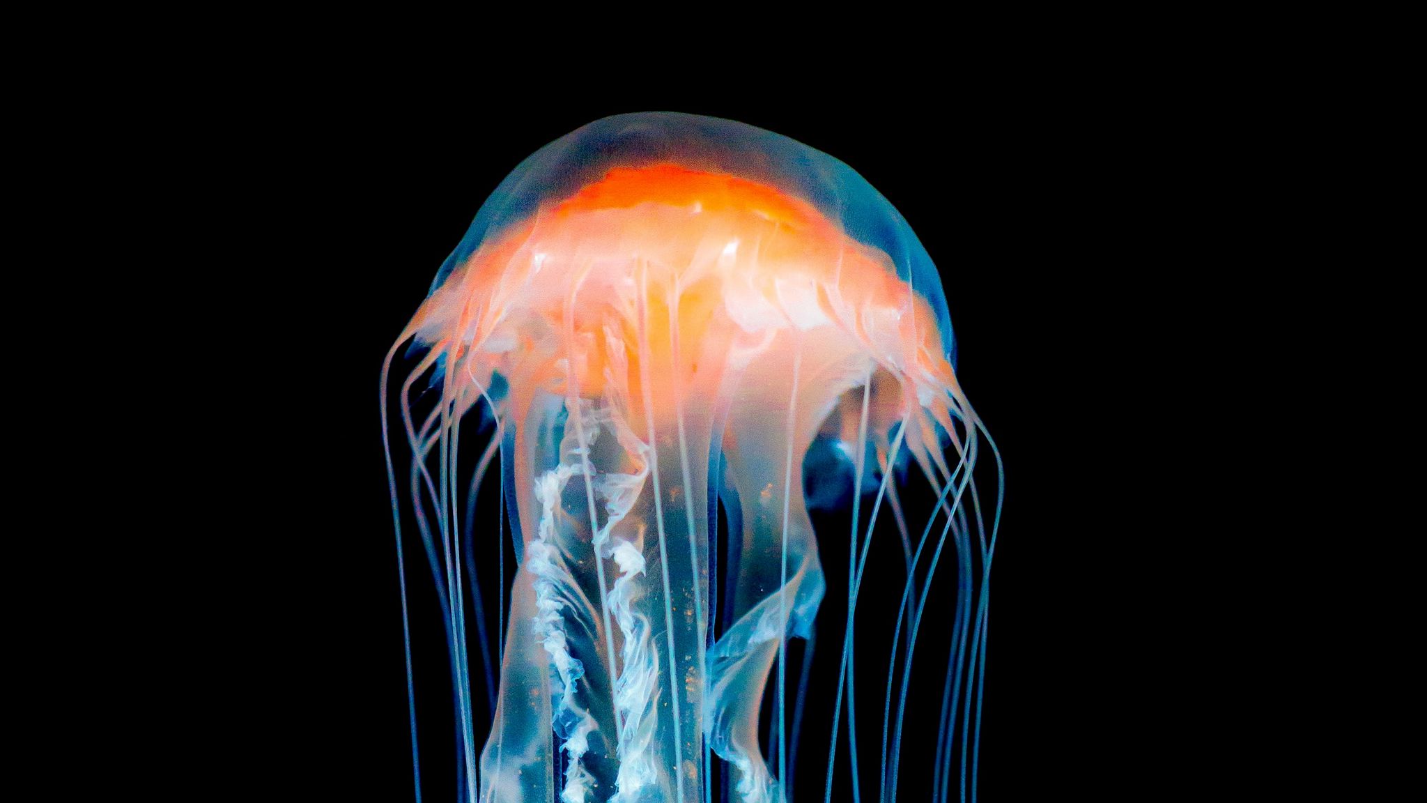 Диспатерия энигматика медуза