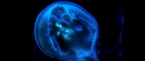 Превью обои медуза, фосфор, свет, подводный мир