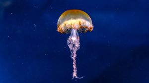 Превью обои медуза, коричневый, под водой, море, глубина