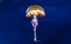 Превью обои медуза, коричневый, под водой, море, глубина