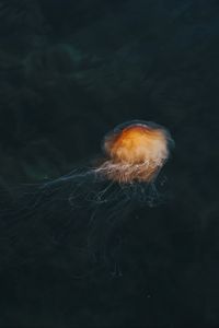 Превью обои медуза, коричневый, прозрачный, вода, под водой