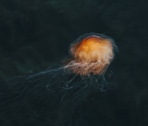 Превью обои медуза, коричневый, прозрачный, вода, под водой