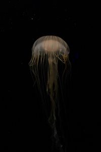 Превью обои медуза, красиво, щупальце, вода, темный