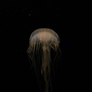 Превью обои медуза, красиво, щупальце, вода, темный