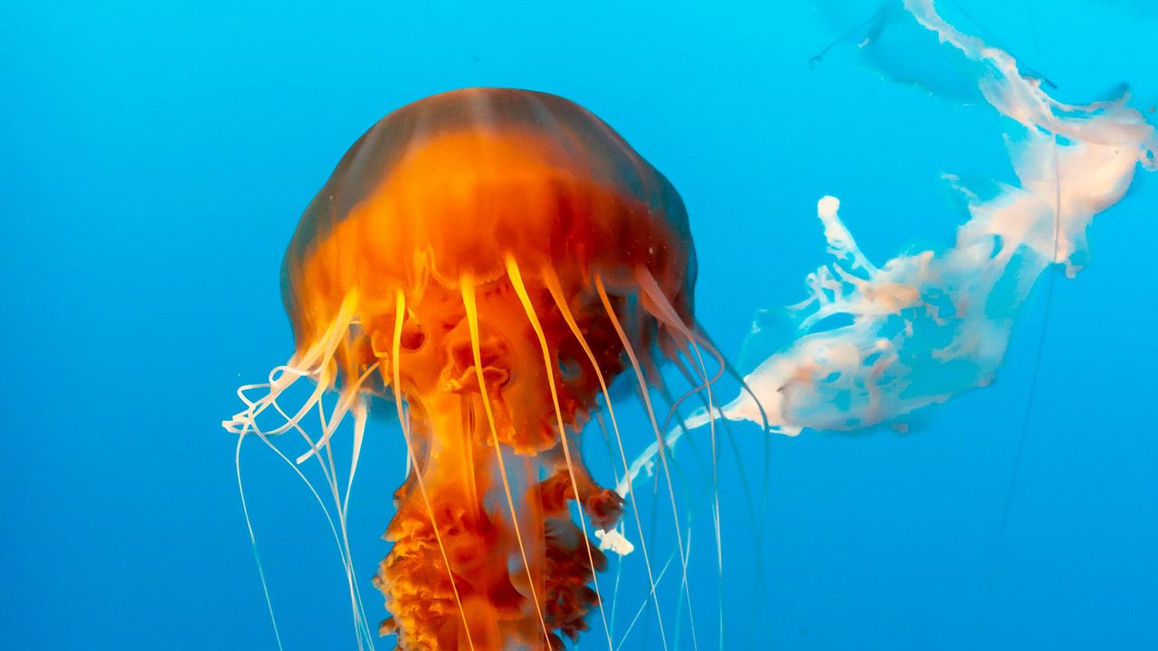 Обои медуза, красивый, щупальце, вода, подводный мир