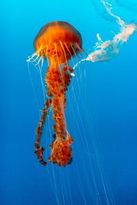 Превью обои медуза, красивый, щупальце, вода, подводный мир