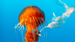 Превью обои медуза, красивый, щупальце, вода, подводный мир