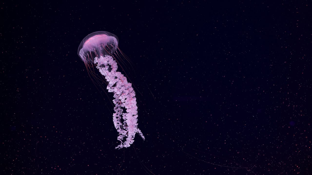 Обои медуза, красивый, щупальце, частицы