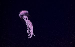 Превью обои медуза, красивый, щупальце, частицы