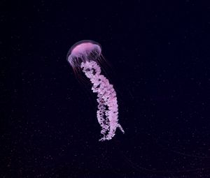 Превью обои медуза, красивый, щупальце, частицы