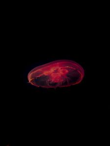 Превью обои медуза, красный, темный, глубина, под водой