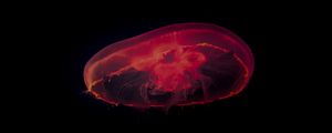 Превью обои медуза, красный, темный, глубина, под водой