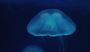 Превью обои медуза, крупным планом, поверхность, подводный мир