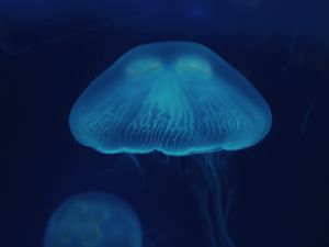 Превью обои медуза, крупным планом, поверхность, подводный мир