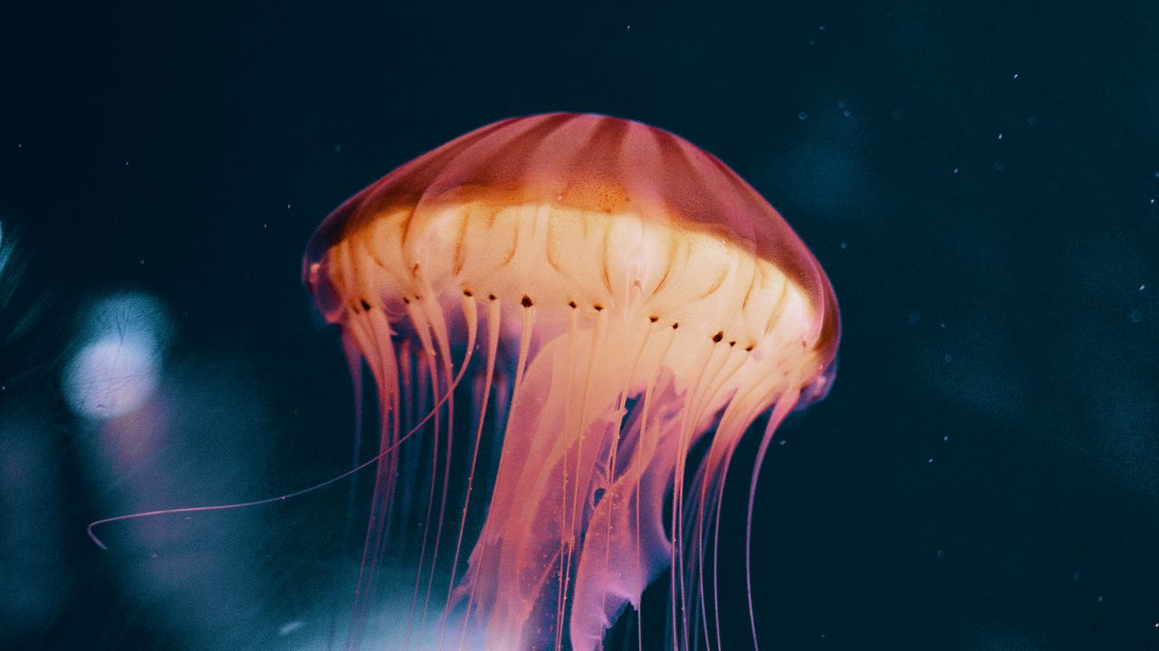 Обои медуза, неон, фосфор, подводный мир