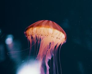 Превью обои медуза, неон, фосфор, подводный мир
