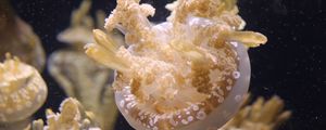 Превью обои медуза, океан, подводный мир