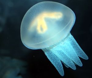 Превью обои медуза, плавание, подводный мир, море, океан