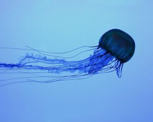 Превью обои медуза, плавать, подводный, темный