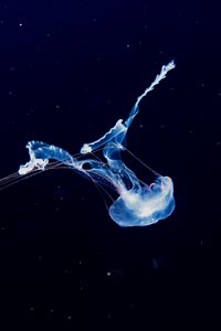 Превью обои медуза, плавать, подводный мир, фосфор