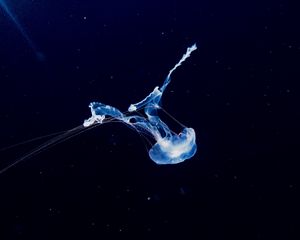 Превью обои медуза, плавать, подводный мир, фосфор
