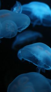 Превью обои медуза, плавать, подводный мир