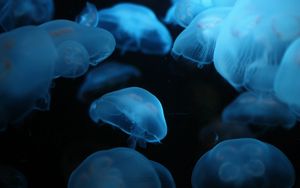 Превью обои медуза, плавать, подводный мир
