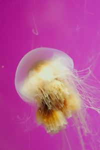 Превью обои медуза, плавать, живое существо