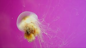 Превью обои медуза, плавать, живое существо