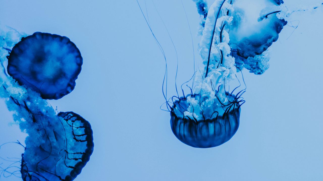 Обои медуза, под водой, голубой, щупальцы