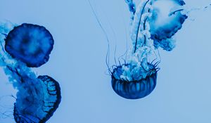 Превью обои медуза, под водой, голубой, щупальцы