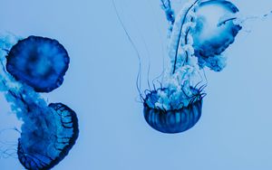 Превью обои медуза, под водой, голубой, щупальцы