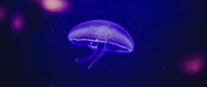 Превью обои медуза, подводный мир, фосфор, свечение
