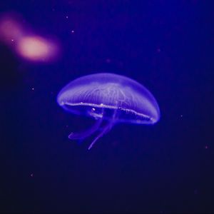 Превью обои медуза, подводный мир, фосфор, свечение