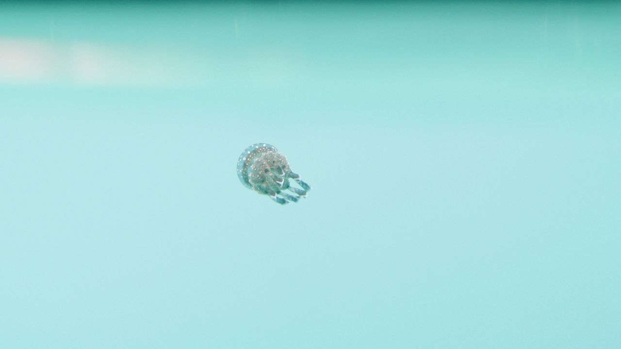 Обои медуза, подводный мир, глубина, вода, голубой