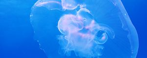 Превью обои медуза, подводный мир, голубой