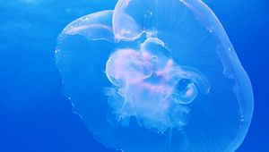 Превью обои медуза, подводный мир, голубой